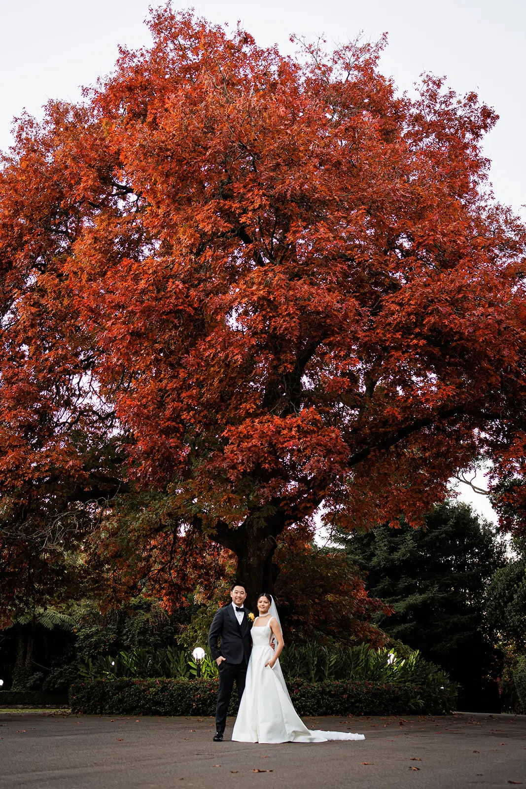Marybrooke oak tree